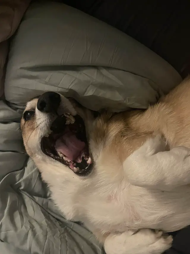 Apollo, B & E Digital's Chief Executive Corgi, reacting to a suspicious sound