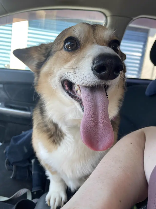 Apollo, B & E Digital's Chief Executive Corgi, looking approving