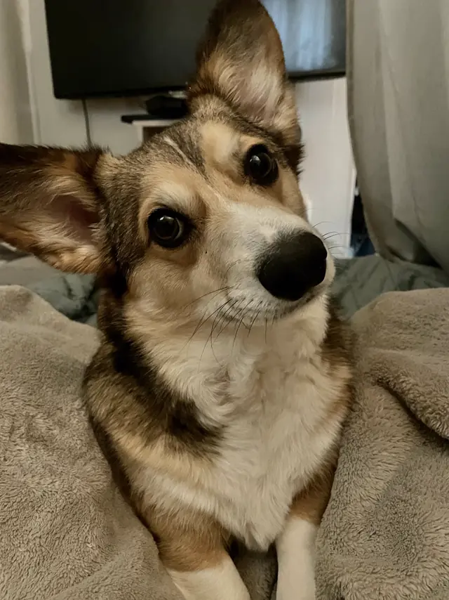 Apollo, B&E Digital&rsquo;s Chief Executive Corgi